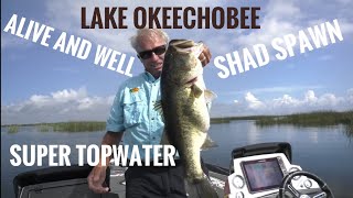 Great shad spawn and topwater on Okeechobee [upl. by Adnohsak]