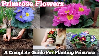 A Complete Guide for Planting Primula Flowers  Primrose Informations [upl. by Yrbua]