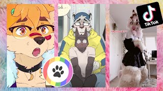 Furry TikToks Compilation 3 [upl. by Tamsky]