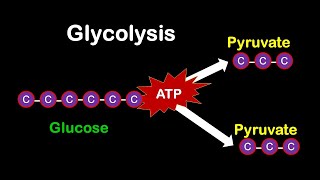 Glycolysis MADE EASY [upl. by Cone]