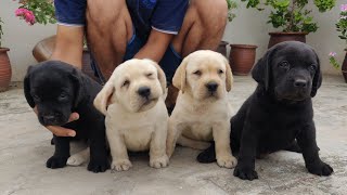 Labrador puppy for sale [upl. by Darcey213]