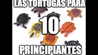 LAS 10 TORTUGAS PERFECTAS PARA PRINCIPIANTES [upl. by Airamak]