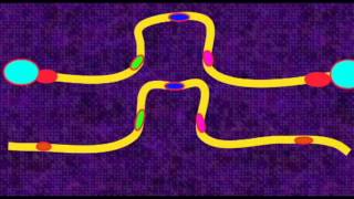 GENETICS 3 CHROMOSOMES PERICENTRIC PARACENTRIC INVERSIONS [upl. by Moss]