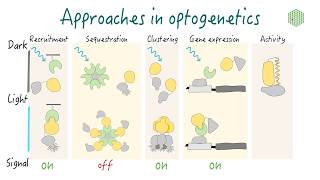 Developmental Milestones by H Hodges B Shagrin  OPENPediatrics [upl. by Katharine527]