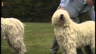 Komondor  AKC Dog Breed Series [upl. by Nabalas483]