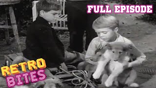 Lassie  The Puppy Story  Full Episodes [upl. by Atiuqa]