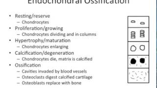 Growth amp Development  Endochondral vs Intramembranous Ossification  NBDE ADAT [upl. by Retniw503]