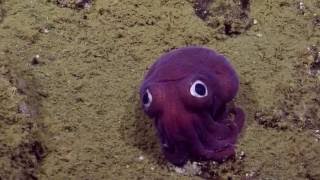 Googlyeyed Stubby Squid  Nautilus Live [upl. by Gelb296]