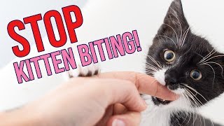 How to STOP Kittens From Biting You 6 Tips [upl. by Eerb]