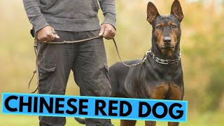 Chinese Red Dog  Laizhou Hong  TOP 10 Interesting Facts [upl. by Vikki]