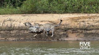 Careless Capybara gets Caught by Jaguar [upl. by Seuqramed]