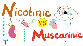 Nicotinic vs Muscarinic Receptors [upl. by Idalia87]