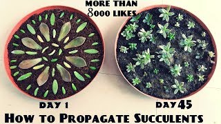 How to Propagate Succulents Fast n Easy [upl. by Paz]