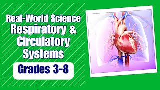 All About the Respiratory amp Circulatory System [upl. by Asimaj78]