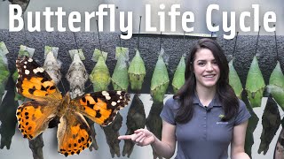 Learn about the butterfly life cycle [upl. by Nosirrah]