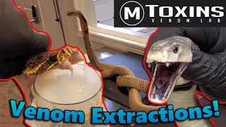 Touring MToxins Wisconsins Venom Lab [upl. by Chadburn]