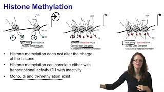 2 Histone acetylation and histone methylation [upl. by Jeth922]