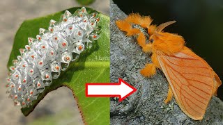 10 Amazing Caterpillars to MothsButterflies Transformations [upl. by Stier669]