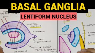 Basal Ganglia  2  Lentiform Nucleus [upl. by Malkin86]