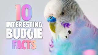 10 Interesting Budgie Facts [upl. by Cychosz996]