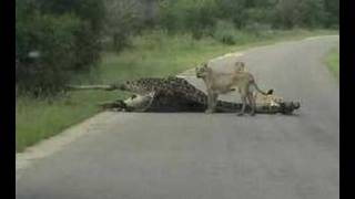 First EVER quotLion KILLS Giraffequot Caught on Tape [upl. by Leftwich]