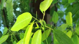 Codariocalyx motorius  Desmodium gyrans timelapse [upl. by Cortie]