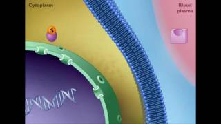 Mechanism of STEROID HORMONE action [upl. by Kaenel]