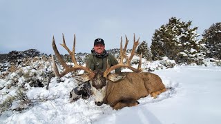 Colorado Giant Mule Deer [upl. by Yrroc161]