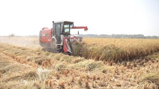 Reviving the Basmati Rice Farming Industry in Pakistan [upl. by Seuqirdor]