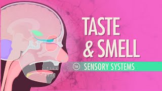 Taste amp Smell Crash Course Anatomy amp Physiology 16 [upl. by Innavoeg425]