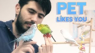 How to Tell if Your Pet Bird Likes You [upl. by Maleki]