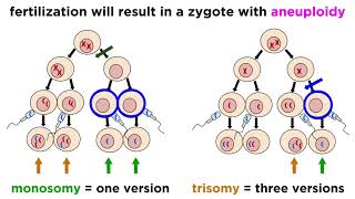 Alteration of Chromosome Number and Structure [upl. by Frants]