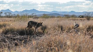 Sixteen Coyotes in One Day and The Best Coyote Hunt Captured on Film  The Last Stand S2E6 [upl. by Un952]