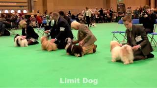 Havanese Dogs Crufts 2017 [upl. by Gnemgnok]