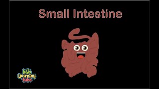 The Small Intestine Anatomy Song [upl. by Vasili]