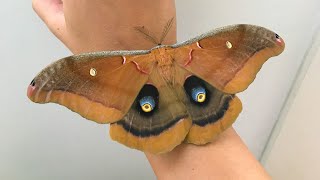 Fuzzy Giant Silk Moth Polyphemus Moth [upl. by Lletnwahs19]