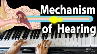 Mechanism of Hearing Animation [upl. by Wenda]