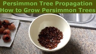 Persimmon Tree Propagation  How to Grow Persimmon Trees [upl. by Gardner]