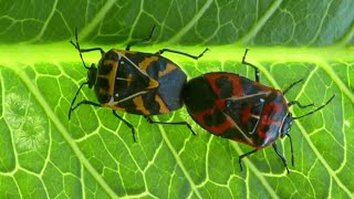 Virginia Tech researchers find new ways to fight stink bugs [upl. by Yetty]