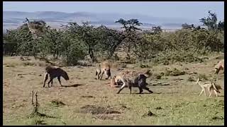 Giraffe kicks a Lion [upl. by Knowles]