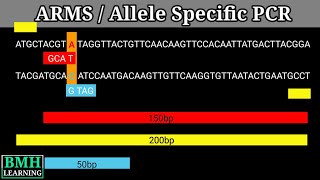 Allele Specific PCR  ARMS PCR [upl. by Riccio]