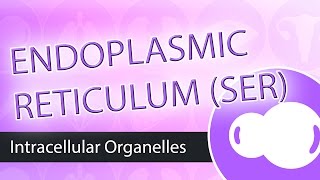 Intracellular Organelles Smooth Endoplasmic Reticulum SER [upl. by Hsaniva]