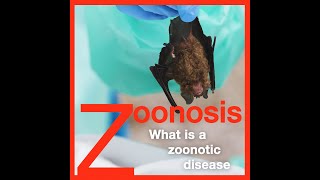 Zoonosis What is a Zoonotic Disease [upl. by Boggers]