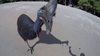 Wild Cassowary Chases Girl on the Beach [upl. by Vern952]