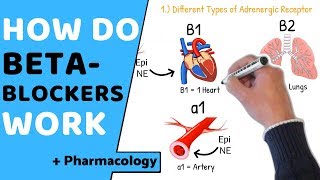 How do Beta Blockers Work  Pharmacology [upl. by Mchenry]