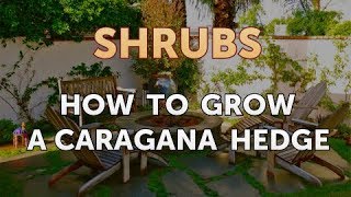 How to Grow a Caragana Hedge [upl. by Kendyl]