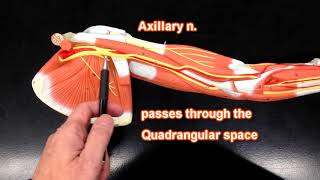 Nerves of the Upper Extremity [upl. by Javler314]