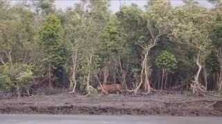 Royal Bengal Tiger Roaring at sundarban Jungles [upl. by Schuh]