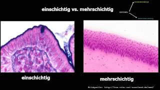 Histologie ─ Oberflächenepithelien [upl. by Dafna]