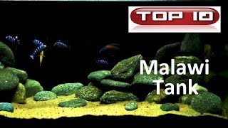 Top 10 bellissimi acquari Malawi 🐠 [upl. by Drabeck]